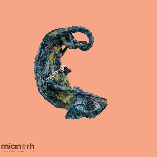 Chameleon (Oga) Calumma parsonii