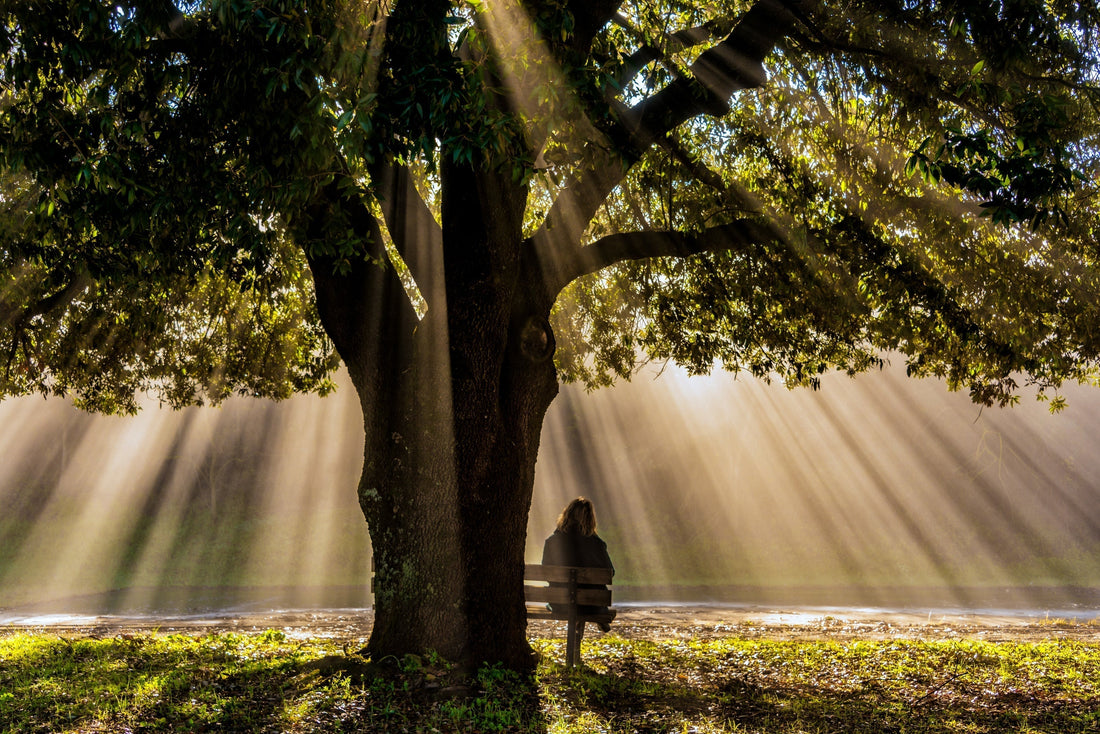 Sacred Trees: Where Earth and Spirit Meet