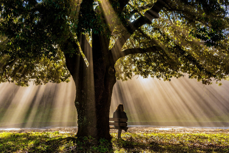Sacred Trees: Where Earth and Spirit Meet