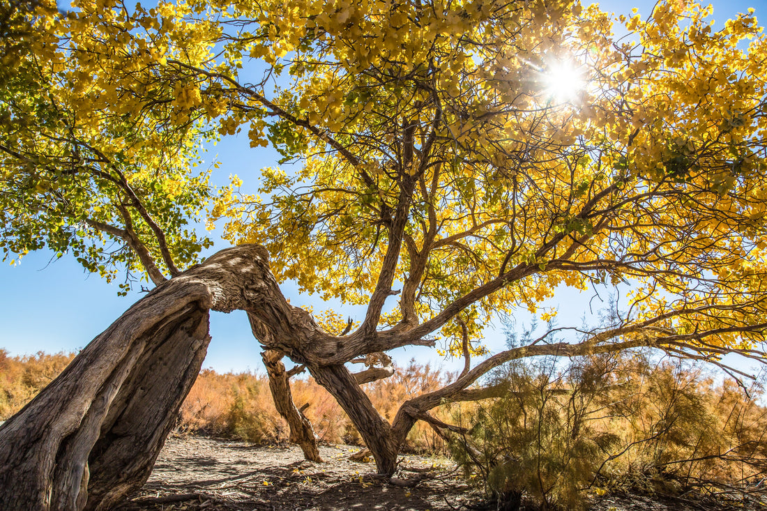 The Hidden Deterrent