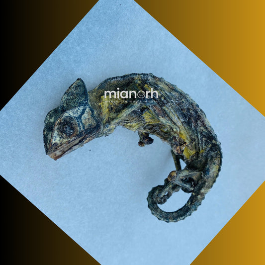 Chameleon (Oga) Calumma parsonii