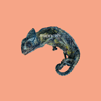Chameleon (Oga) Calumma parsonii