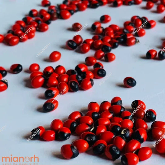 Oju-ologbo (Jequirity Beans) — Crab’s Eye Seeds for Protection & Ritual Use